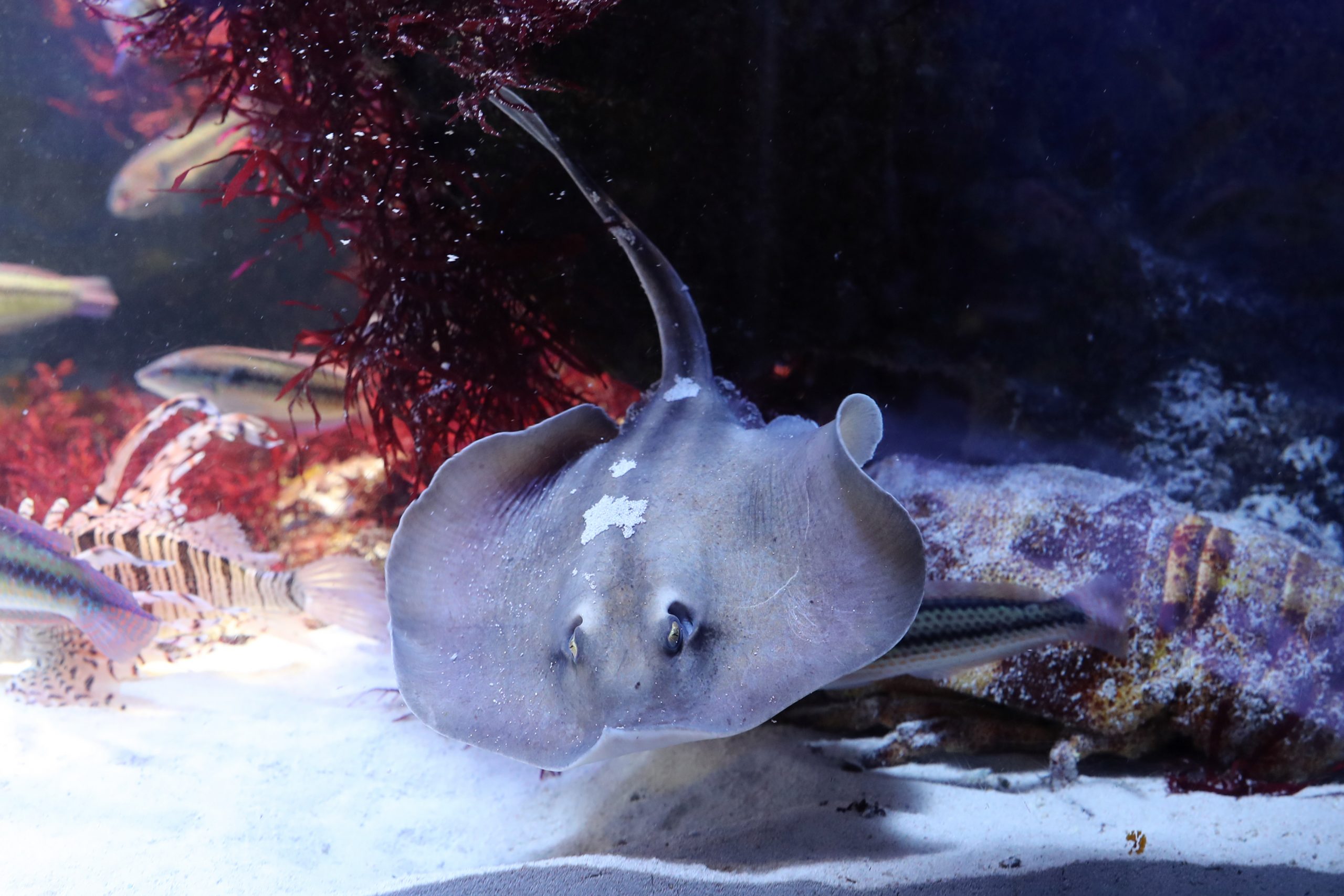 ヒラタエイ - 生きもの図鑑 鳥羽水族館